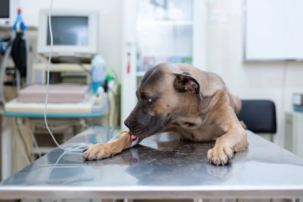 Sırp Savunma Köpeği cinsi veteriner masasında yatıyor ve bacağından damardan enjekte ediliyor. 