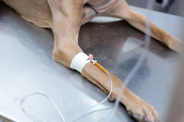 Veteriner masasında yatan köpek bacağından damar içi infüzyonu alıyor. Yakın çekim, baş görünmüyor.. 