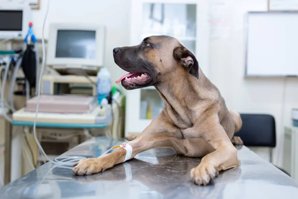 Sırp Savunma Köpeği cinsi veteriner masasında yatıyor ve bacağından damardan enjekte ediliyor. Yana bakıyor ve dili dışarıda nefes alıyor.. 