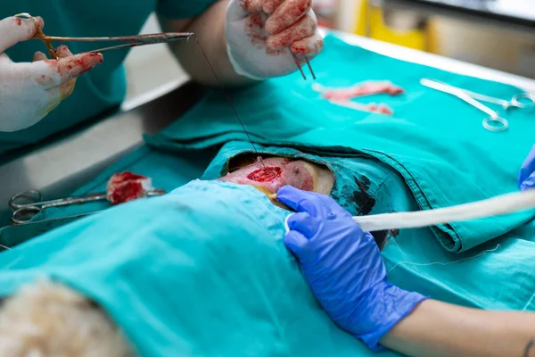兽医和他的助手进行吐痰 对雌性狗的生殖器官进行外科手术切除 外科缝针伤 — 图库照片