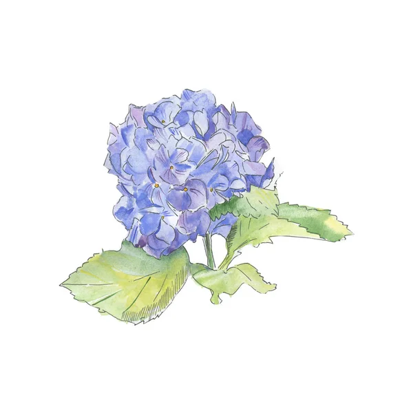 Акварель Синий Фиолетовый Гортензия Цветочный Ботанический Цветок Акварель Голубая Пурпурная — стоковое фото