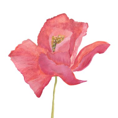 Haşhaş çiçekleri. El suluboya çiçek şekil çizin. Çiçek suluboya resim. Soyut çiçek arka plan boyalı. Suluboya çiçek kompozisyon. Kırpma yolu dahil. Kırmızı çiçek