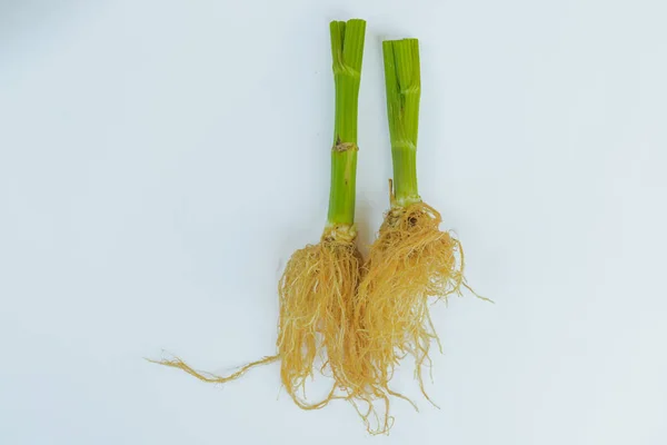 Sayuran hijau segar dari akar seledri pada latar belakang putih — Stok Foto