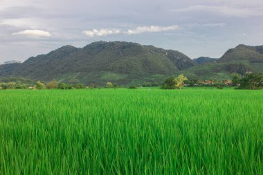 geleneğin ülkenin bulut mavi gökyüzü ile çiftlik yeşil pirinç
