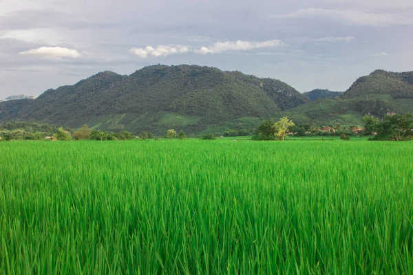 geleneğin ülkenin bulut mavi gökyüzü ile çiftlik yeşil pirinç