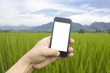 pirinç yeşili büyüme akıllı telefon tutan el adam beyaz filed