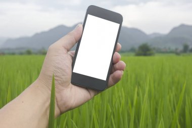 pirinç yeşili büyüme akıllı telefon tutan el adam beyaz filed