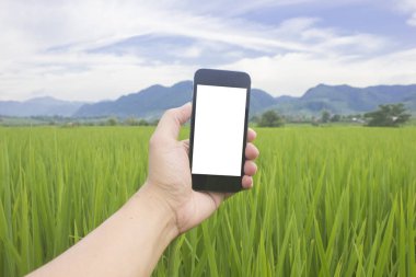 pirinç yeşili büyüme akıllı telefon tutan el adam beyaz filed