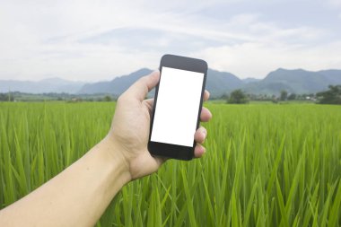 pirinç yeşili büyüme akıllı telefon tutan el adam beyaz filed