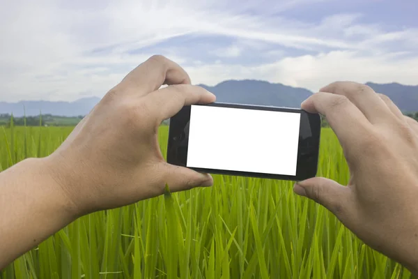 hand man holding smartphone in rice green  growth filed on white