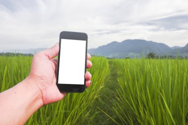 pirinç yeşili büyüme akıllı telefon tutan el adam beyaz filed