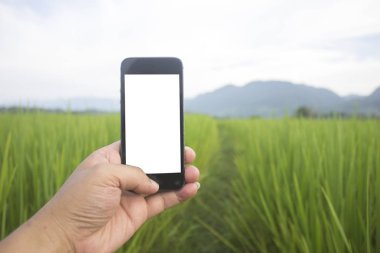 pirinç yeşili büyüme akıllı telefon tutan el adam beyaz filed