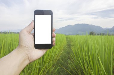 pirinç yeşili büyüme akıllı telefon tutan el adam beyaz filed