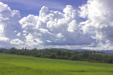 pirinç yeşili ile mavi gökyüzü beyaz bulut arka plan dosyalanmış