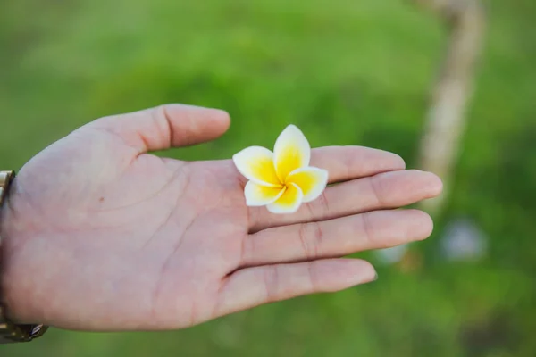 kadınların elinde yeşil bulanık arkaplan ve saat ile buğulu frangipani çiçeği