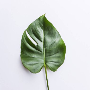 Büyük yeşil yaprak çiçek aranjmanı için. Monstera yaprak. Popüler bir seçim, egzotik orman bitki yaprak kullanarak çiçekçi