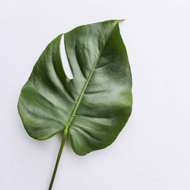 Büyük yeşil yaprak çiçek aranjmanı için. Monstera yaprak. Popüler bir seçim, egzotik orman bitki yaprak kullanarak çiçekçi