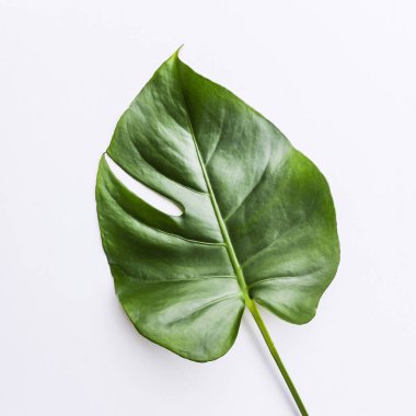 Büyük yeşil yaprak çiçek aranjmanı için. Monstera yaprak. Popüler bir seçim, egzotik orman bitki yaprak kullanarak çiçekçi