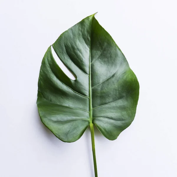 Büyük yeşil yaprak çiçek aranjmanı için. Monstera yaprak. Popüler bir seçim, egzotik orman bitki yaprak kullanarak çiçekçi