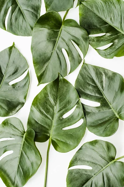 Grandes Feuilles Vertes Pour Arrangement Des Fleurs Monstera Part Choix — Photo