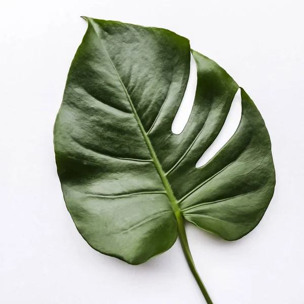 Grande Feuille Verte Pour Disposition Des Fleurs Feuille Monstera Choix — Photo