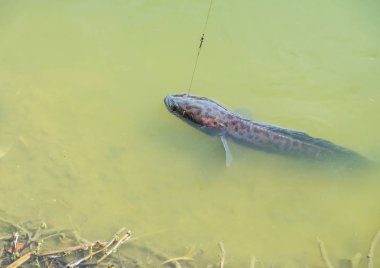 dev yılanbaşı ile çelik kablo ve monofilament şok lideri yakalandı