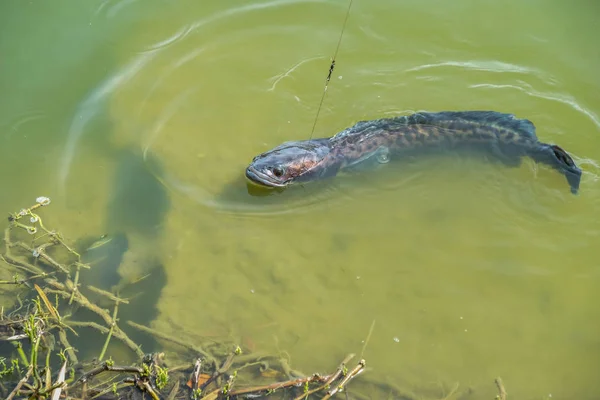 Cabeza Serpiente Gigante Atrapada Con Cable Acero Líder Choque Monofilamento — Foto de Stock