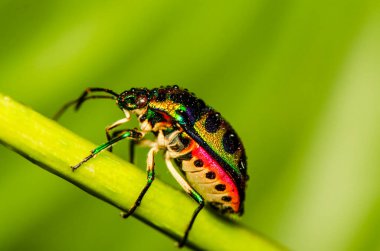 Scutelleridae familyasına ait olan ve aslında gerçek böcek / mücevher böceği olan mücevher böceği genellikle parlak renklidir ve çok çeşitli yanardöner metalik renkler sergilerler.