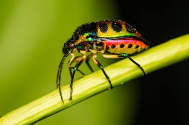 Scutelleridae familyasına ait olan ve aslında gerçek böcek / mücevher böceği olan mücevher böceği genellikle parlak renklidir ve çok çeşitli yanardöner metalik renkler sergilerler.