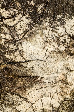 Ağaç, ahşap arka plan, doku. Kapat.  