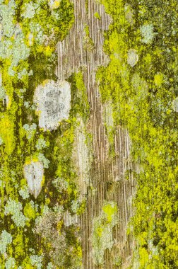 Ağaç, ahşap arka plan, doku. Kapat.  