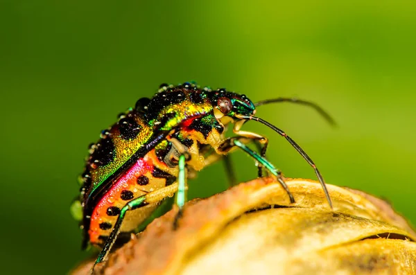 Scutelleridae Familyasına Ait Olan Aslında Gerçek Böcek Mücevher Böceği Olan — Stok fotoğraf
