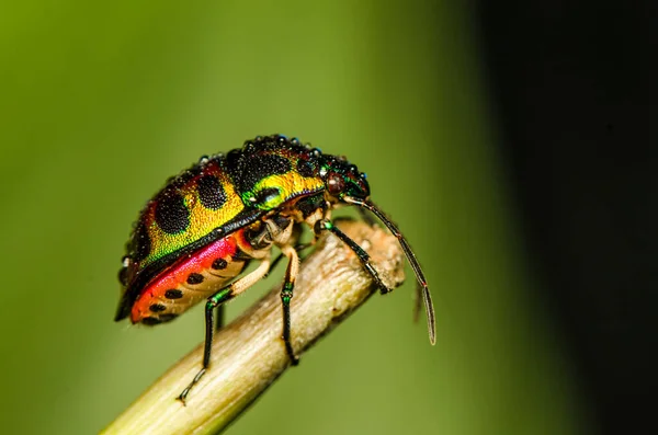 Jewel Bug Который Относится Семейству Scutelleridae Самом Деле Является Настоящим — стоковое фото