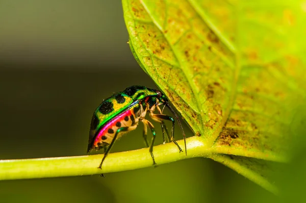 Scutelleridae 속하고 실제로 Bug Jewel Bug 이들은 색상을 색상의 무지개 — 스톡 사진