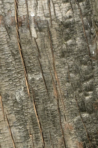 Arbre Fond Bois Texture Gros Plan — Photo