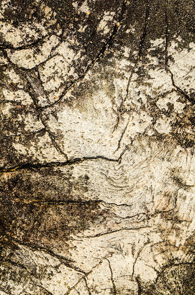 Tree, wood  background, texture. Close up  