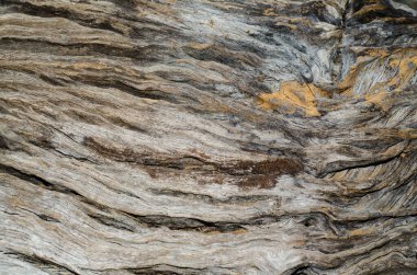 Ağaç, ahşap arka plan, doku. Kapat.  