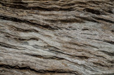 Ağaç, ahşap arka plan, doku. Kapat.  