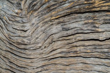 Ağaç, ahşap arka plan, doku. Kapat.  