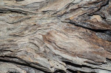 Ağaç, ahşap arka plan, doku. Kapat.  