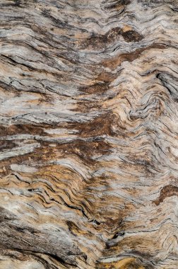 Ağaç, ahşap arka plan, doku. Kapat.  