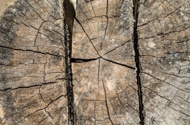 Ağaç, ahşap arka plan, doku. Kapat.  