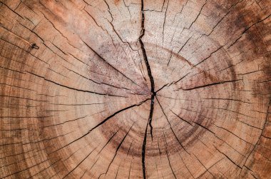 Ağaç, ahşap arka plan, doku. Kapat.  