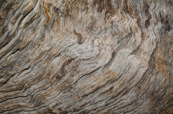 Drzewo Tło Drewna Faktura Zamknij Się — Zdjęcie stockowe