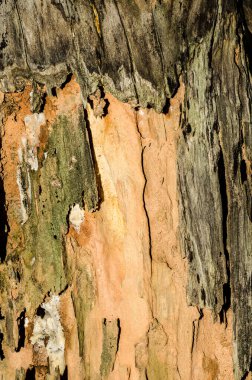 Ağaç kabuğu arkaplanı, doku