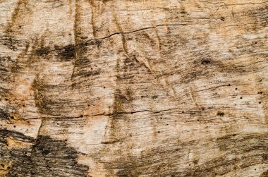 Ağaç kabuğu arkaplanı, doku