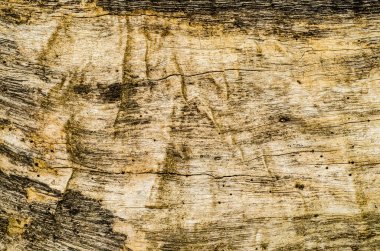 Ağaç kabuğu arkaplanı, doku