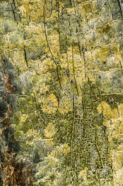 Ağaç kabuğu arkaplanı, doku