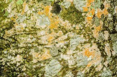 Ağaç kabuğu arkaplanı, doku