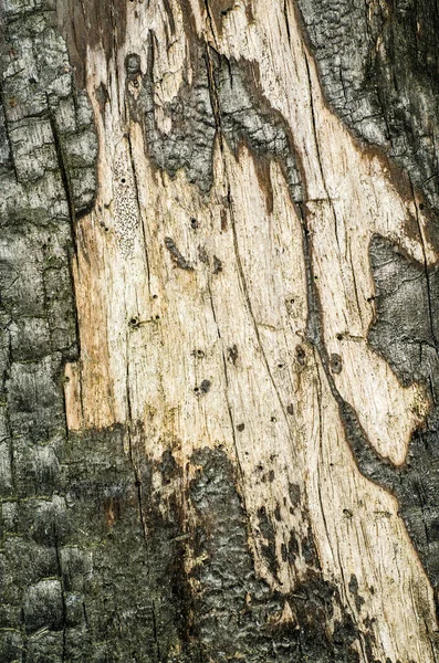 Fondo Corteza Árbol Textura — Foto de Stock